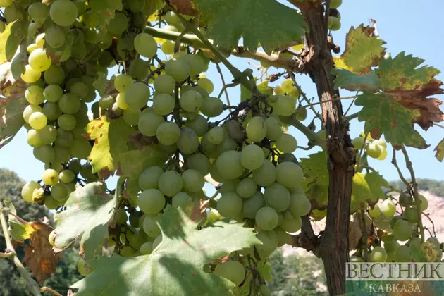 Производитель вина "Кубань-вино" стал собственностью государства