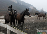 В Адыгее возрождают коневодство и конный спорт