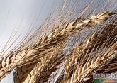 G20: зерновая сделка должна возродиться