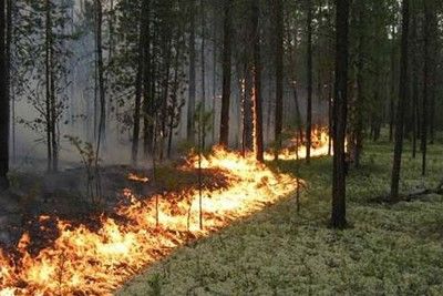 Российские огнеборцы справились с 60 природными пожарами