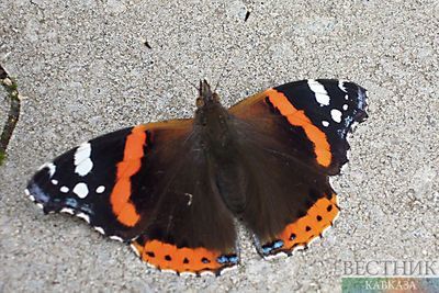 Мясников: прикосновение к бабочкам опасно для кожи 