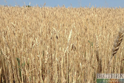 В Минсельхозе уточнили прогноз по урожаю зерна в 2021 году