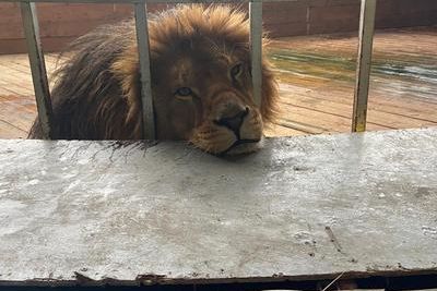 Власти проверили условия содержания льва, тревожившего рычанием жителей Анапы
