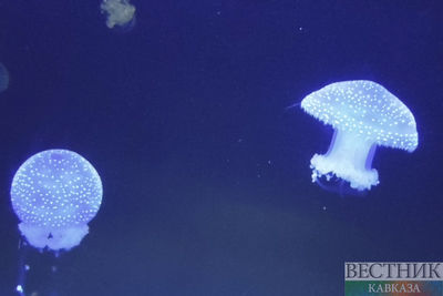 Море в районе Темрюка заполонили гигантские медузы