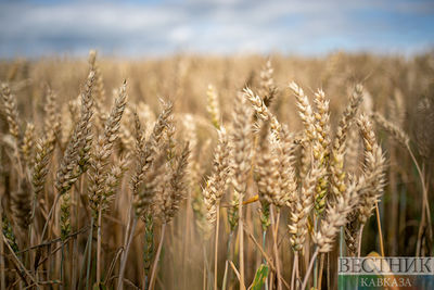 В ООН отметили важность российского зерна и удобрений для мира